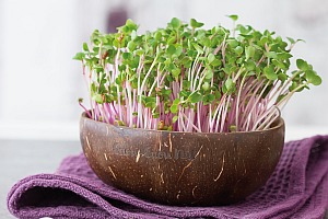 Keimgruen Grow Grow Nut 5 1 - Communicative Products 2021